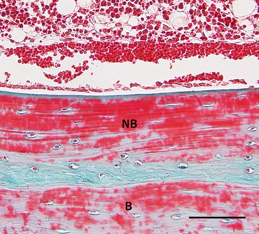 Fig. 10