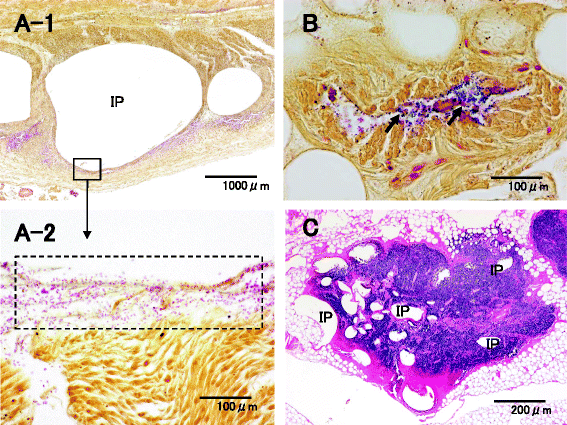 Fig. 8