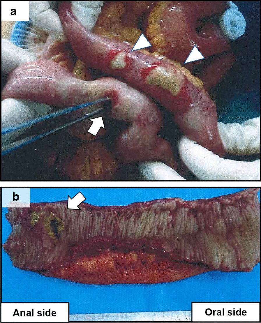 Fig. 3