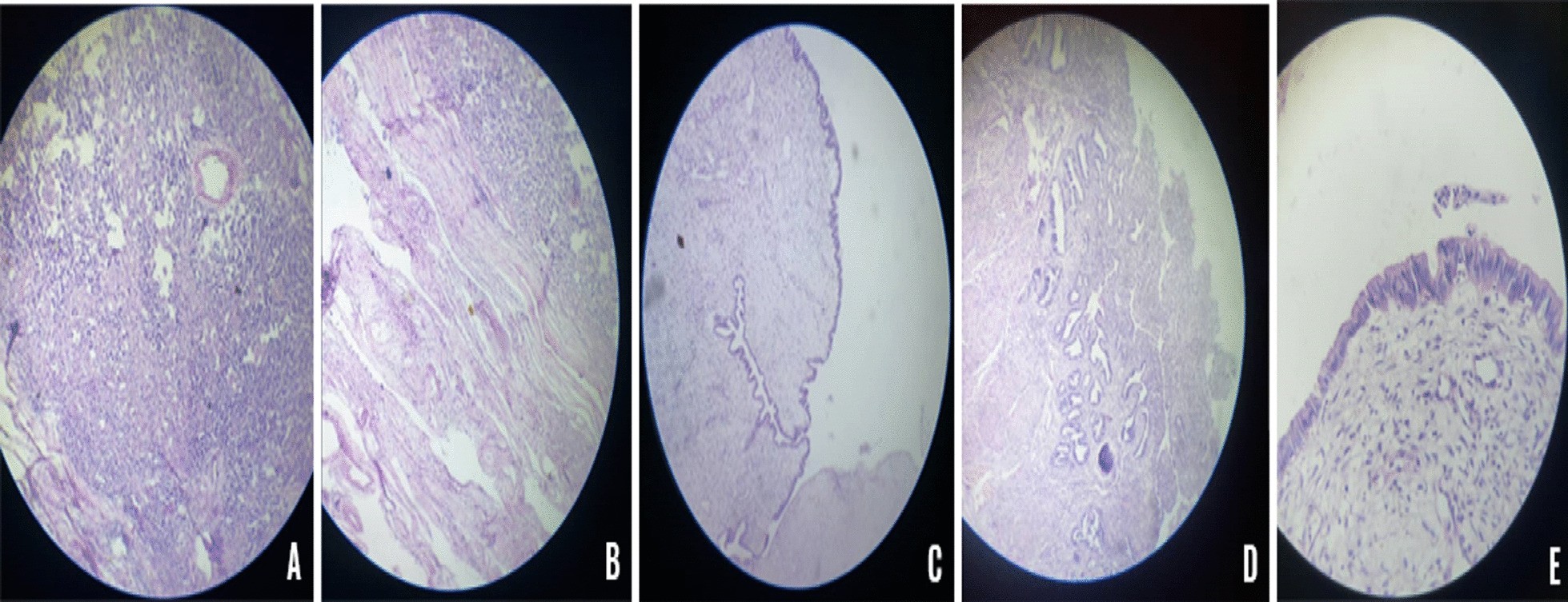 Fig.5