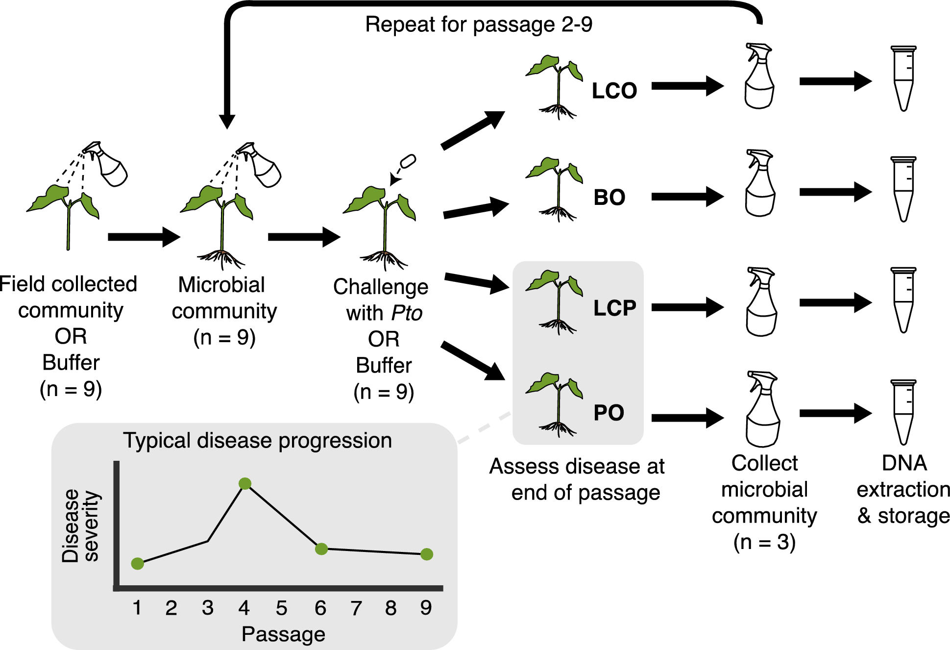 植物のマイクロバイオームが病害を防ぐ仕組みを解明(New clues in how plant microbiomes protect against bacterial speck disease)