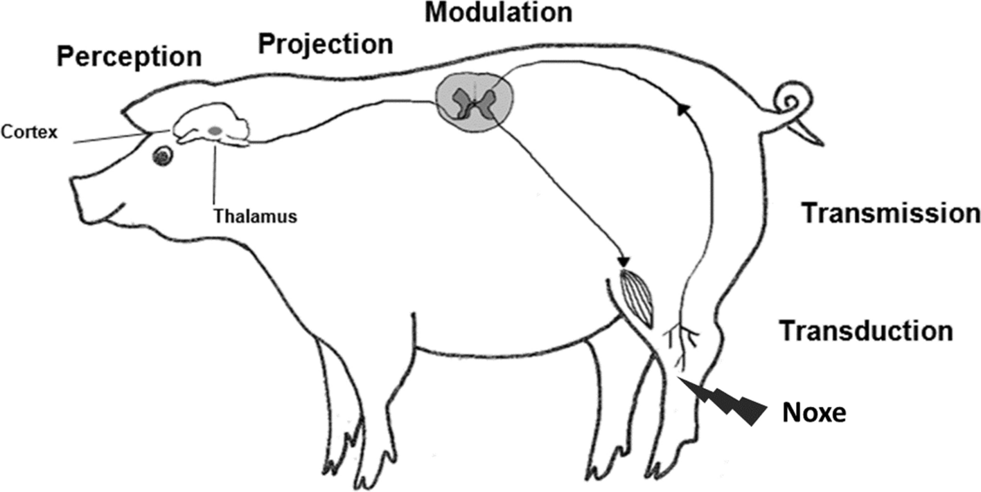 Fig. 1