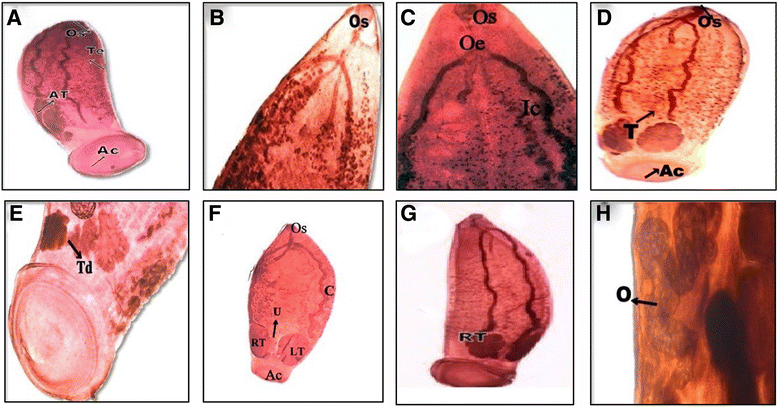 Fig. 5