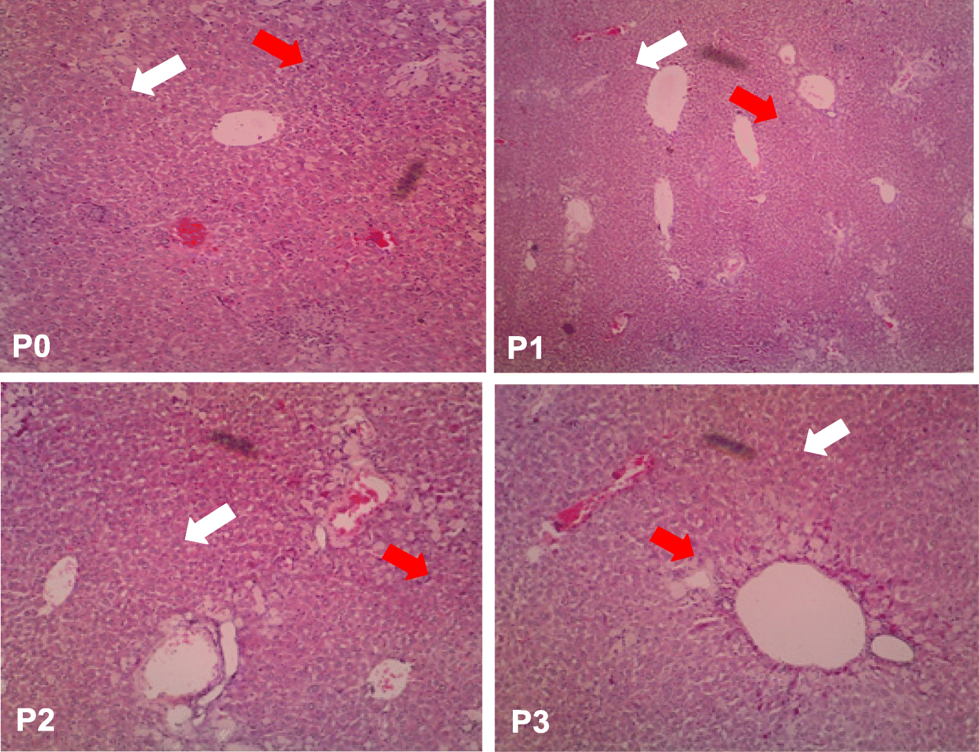 Fig. 5