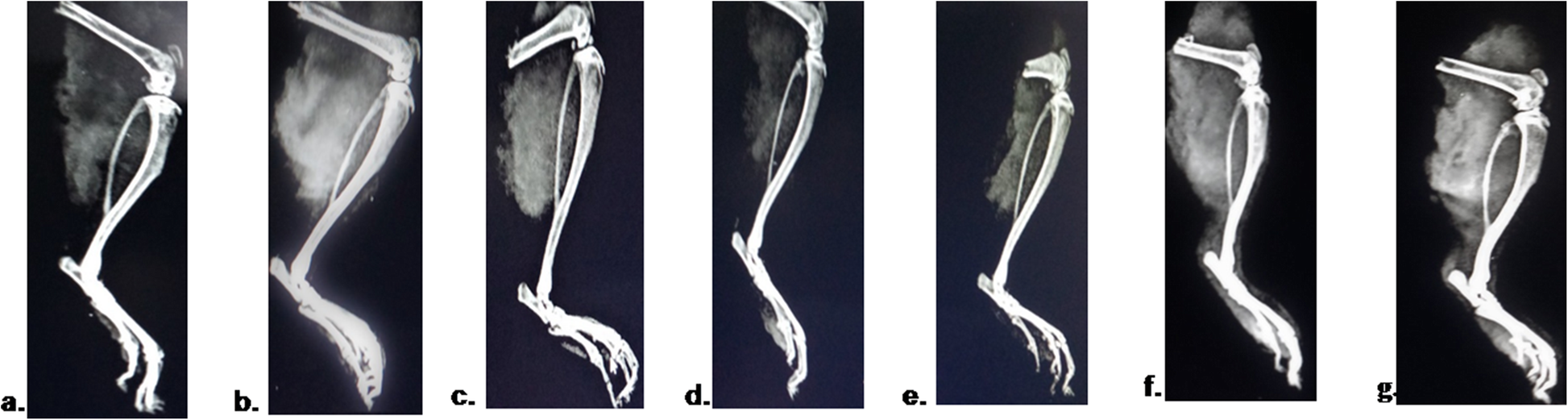 Fig. 11