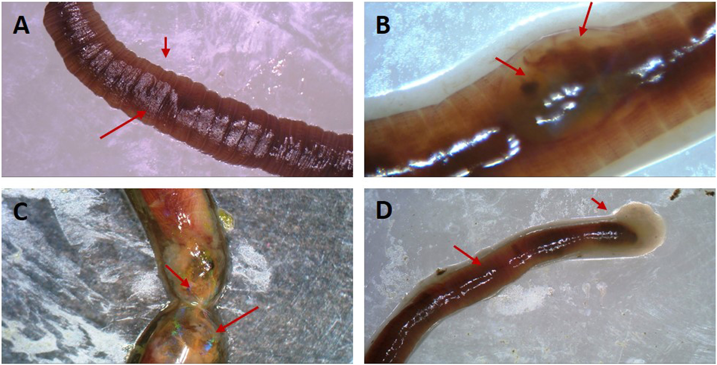 Fig. 8