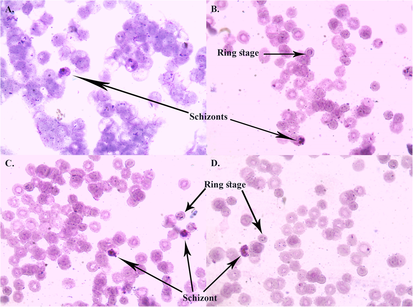 Fig. 2