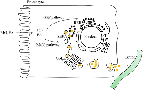 Fig. 2