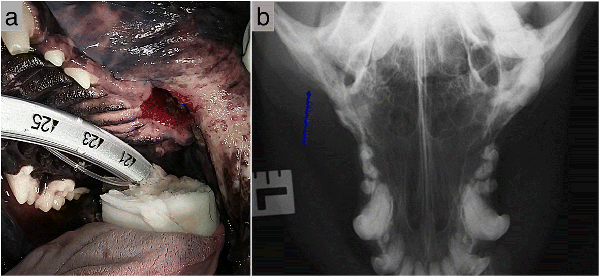 Fig. 11