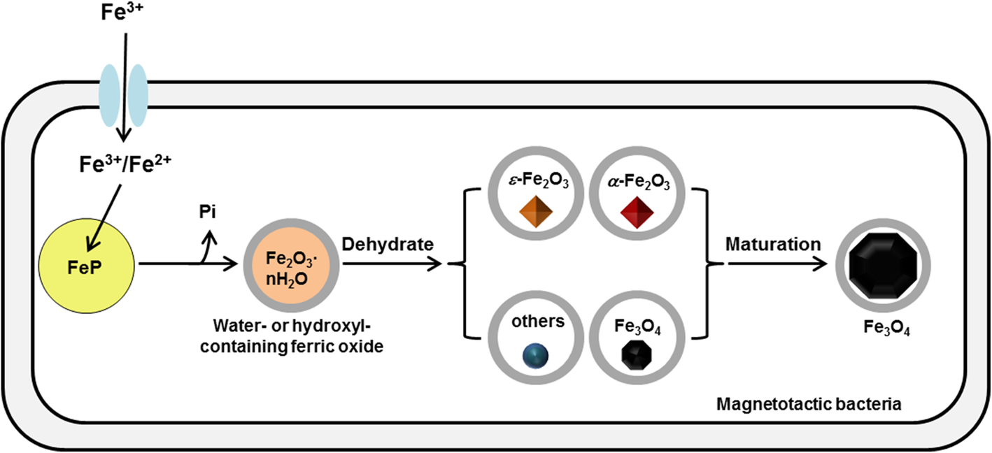 Fig. 6