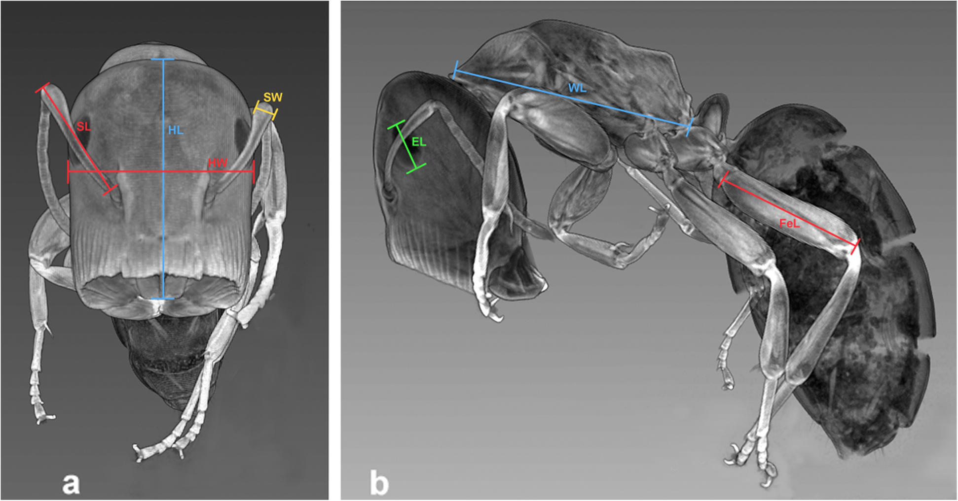 Fig. 16