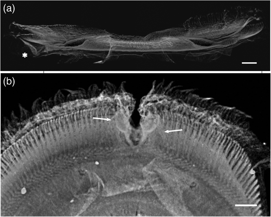 Fig. 8