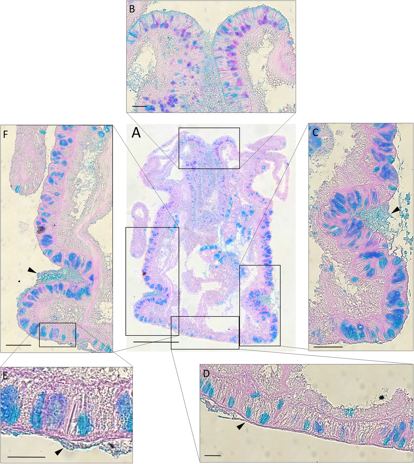 Fig. 5