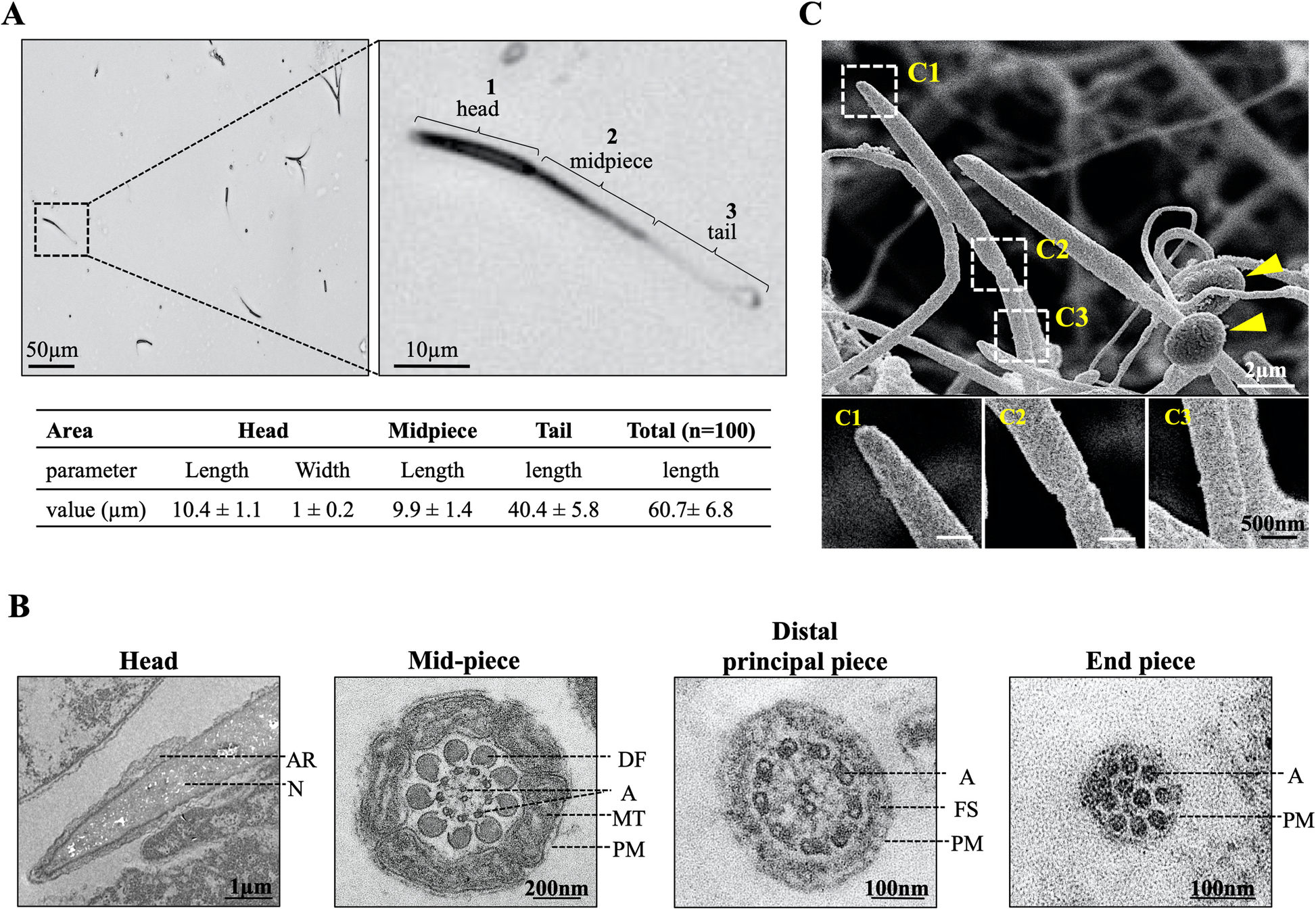 Fig. 3