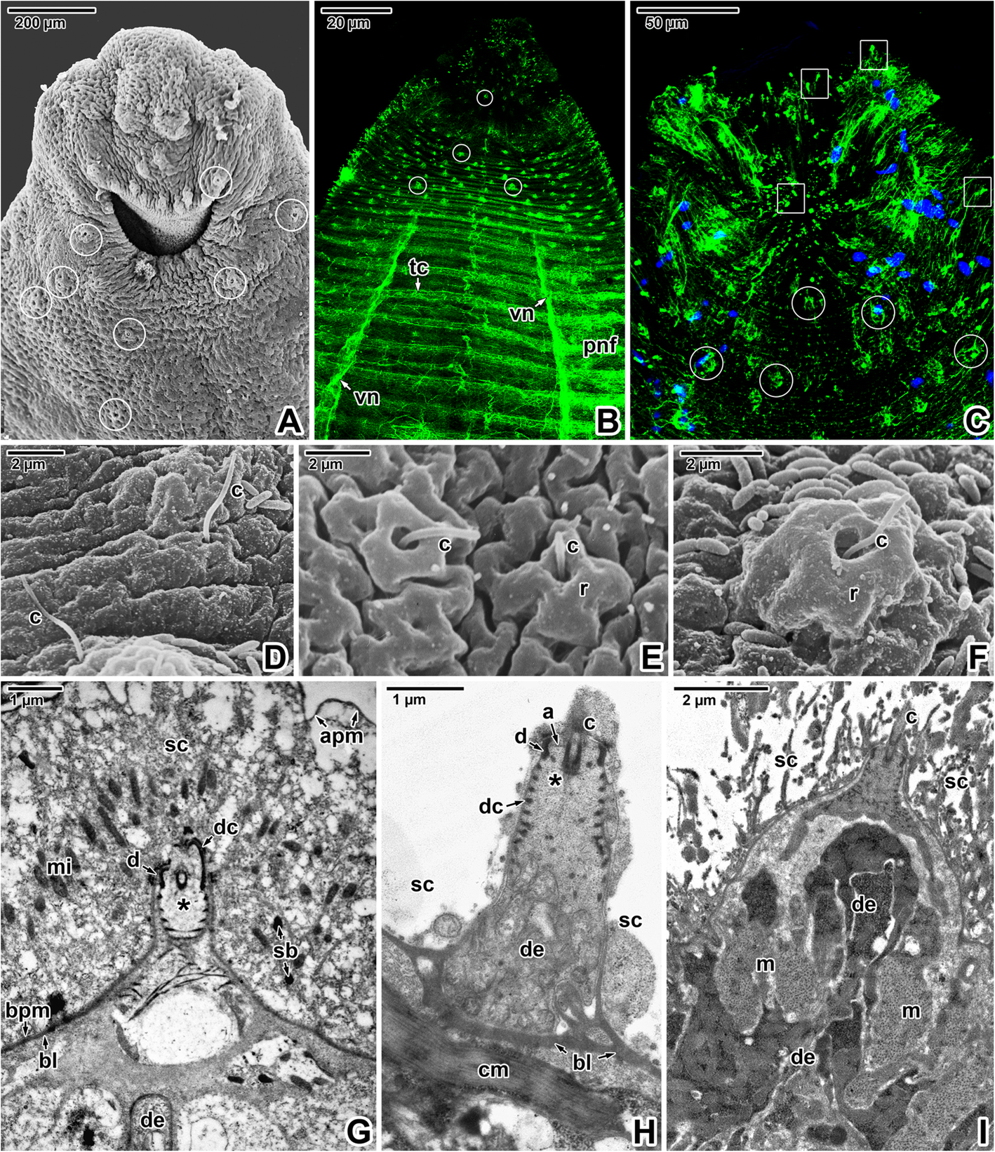 Fig. 9