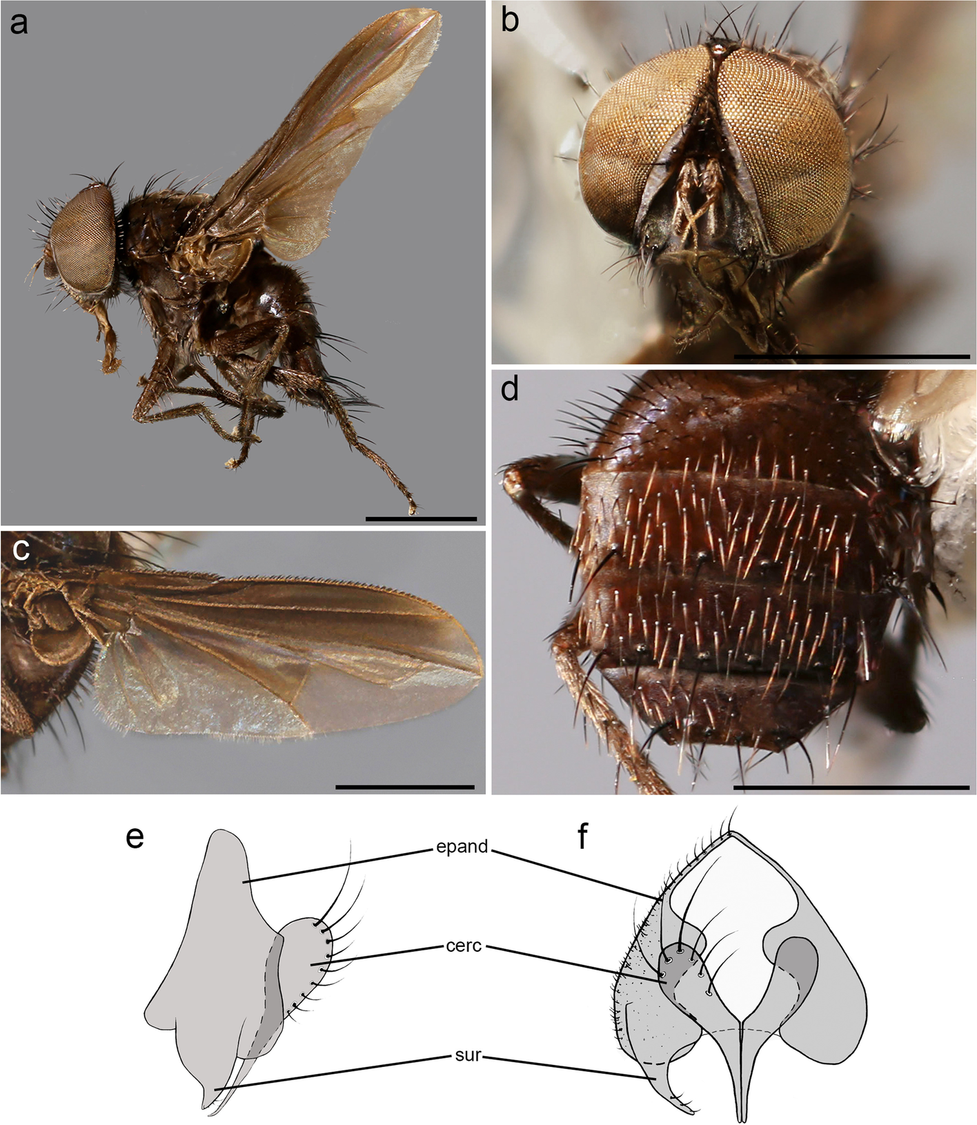 Fig. 11