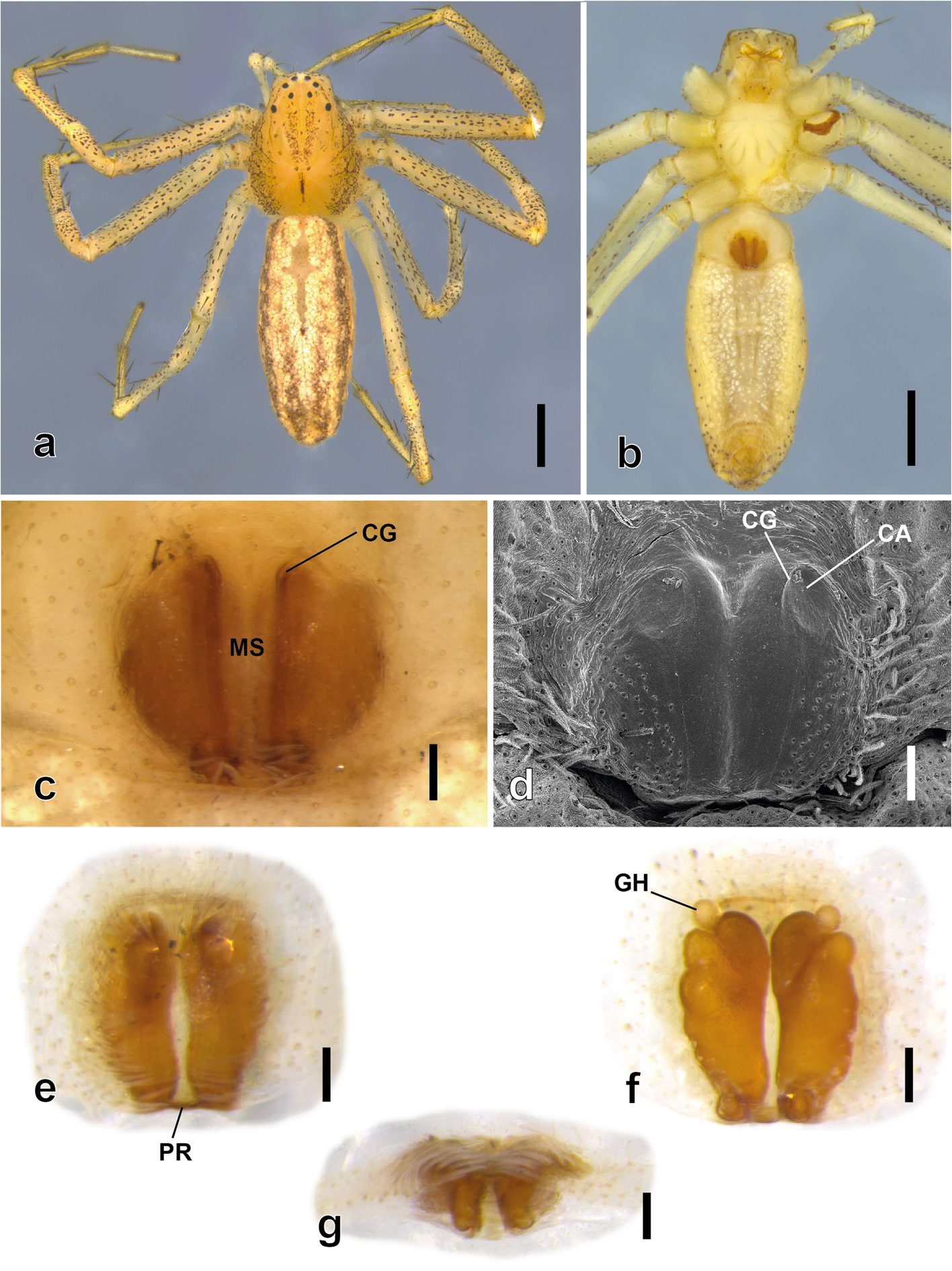 Fig. 7