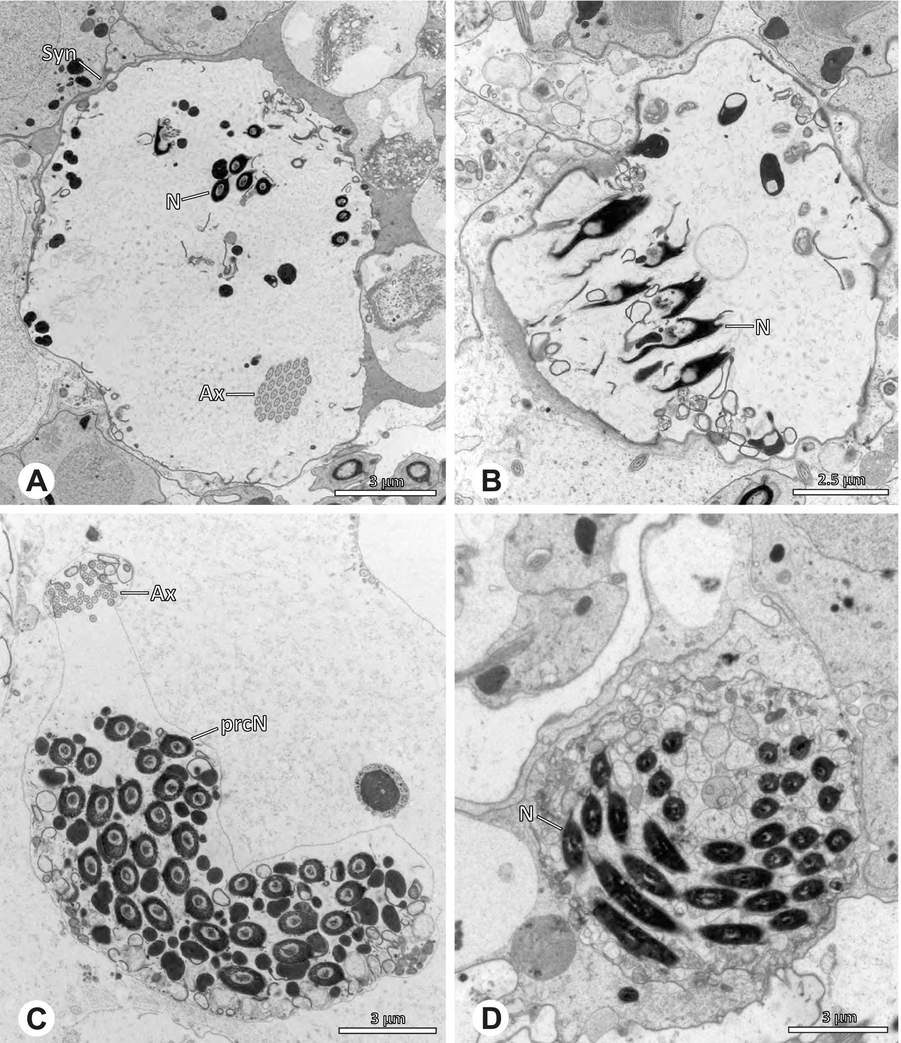 Fig. 11