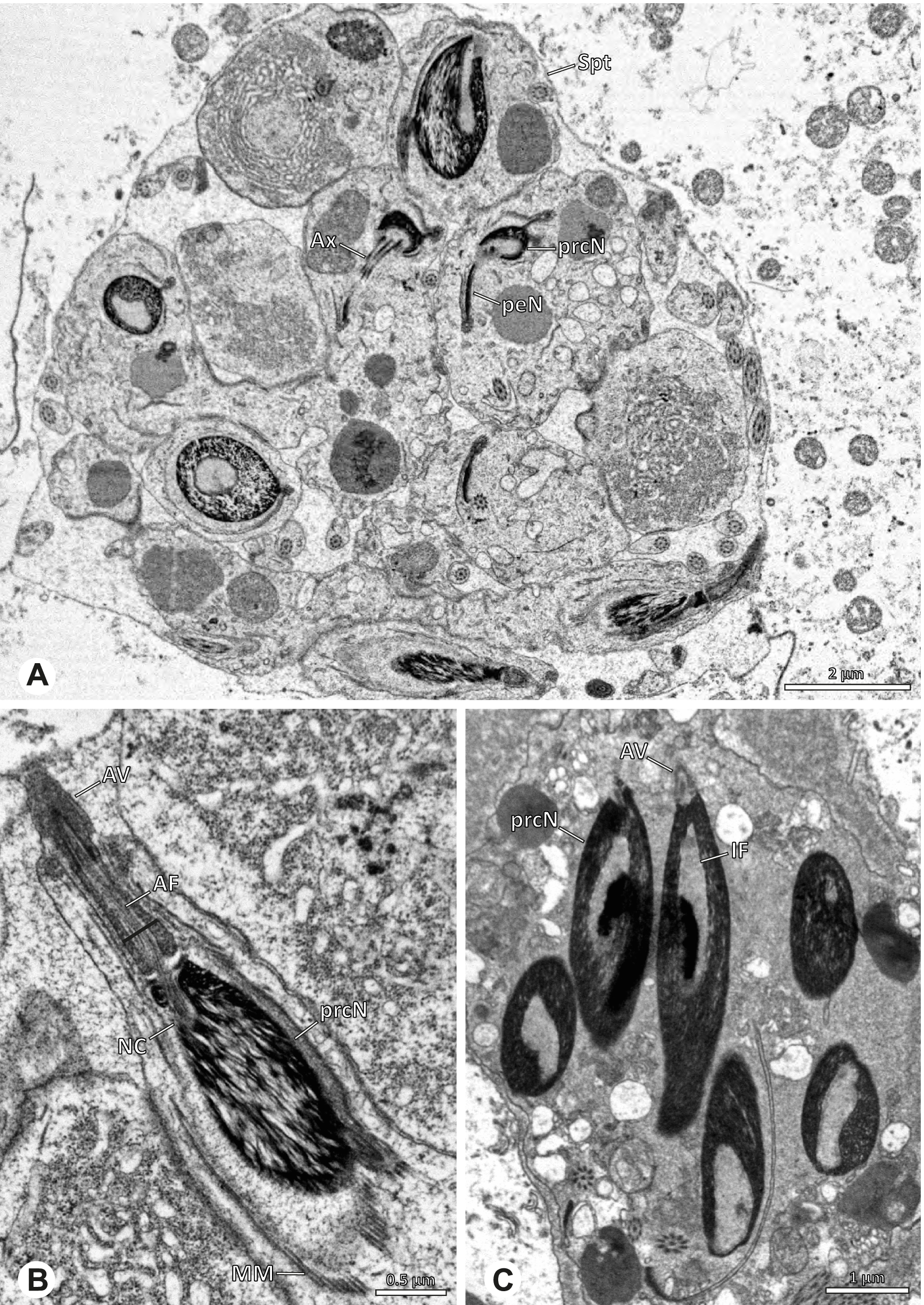 Fig. 13