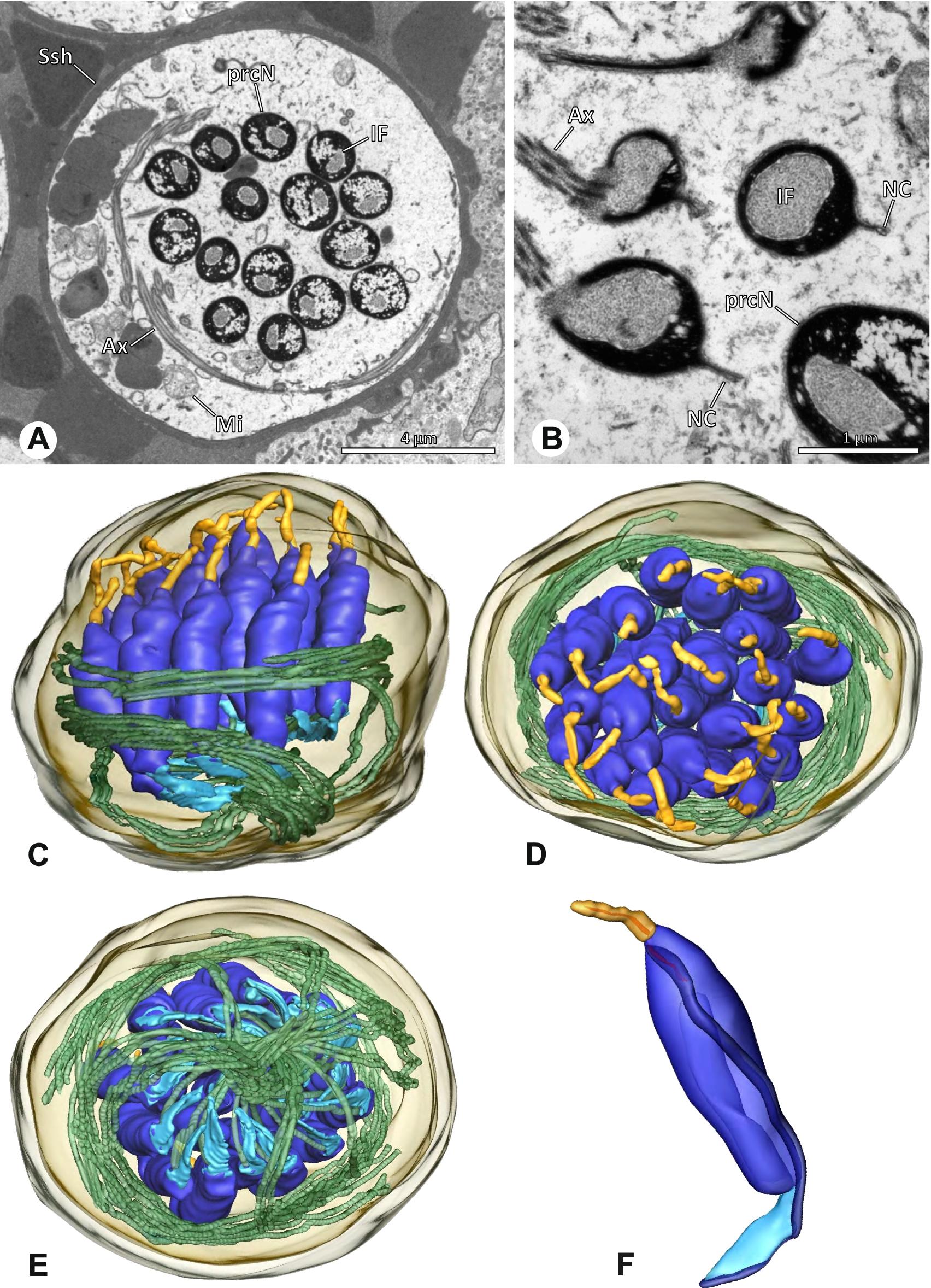 Fig. 14