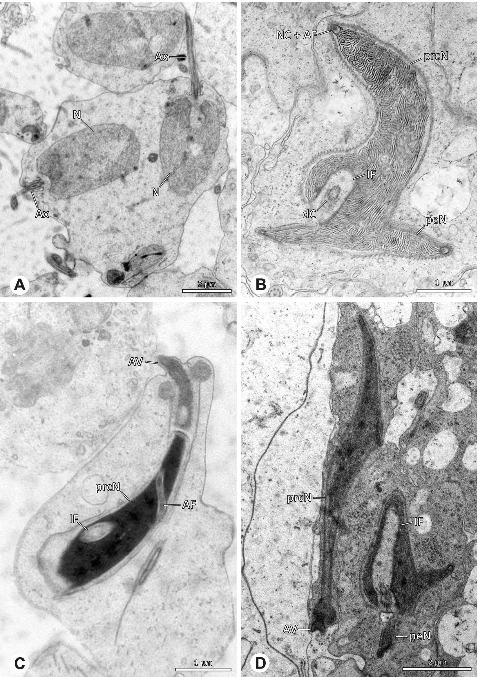 Fig. 21