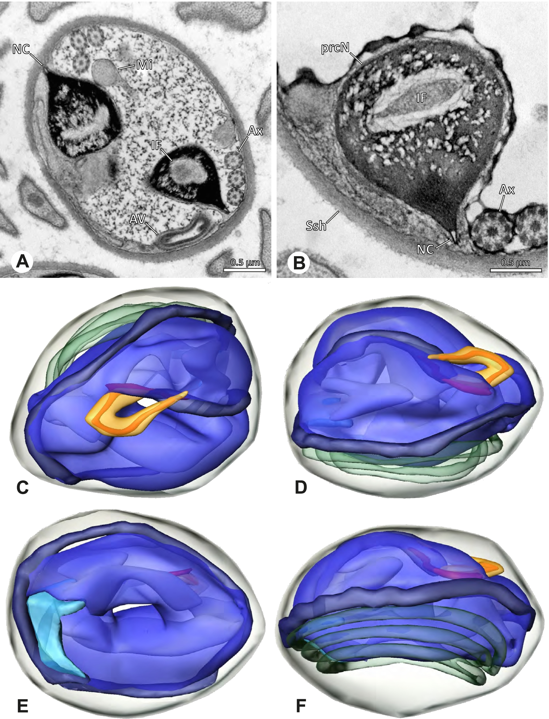 Fig. 24