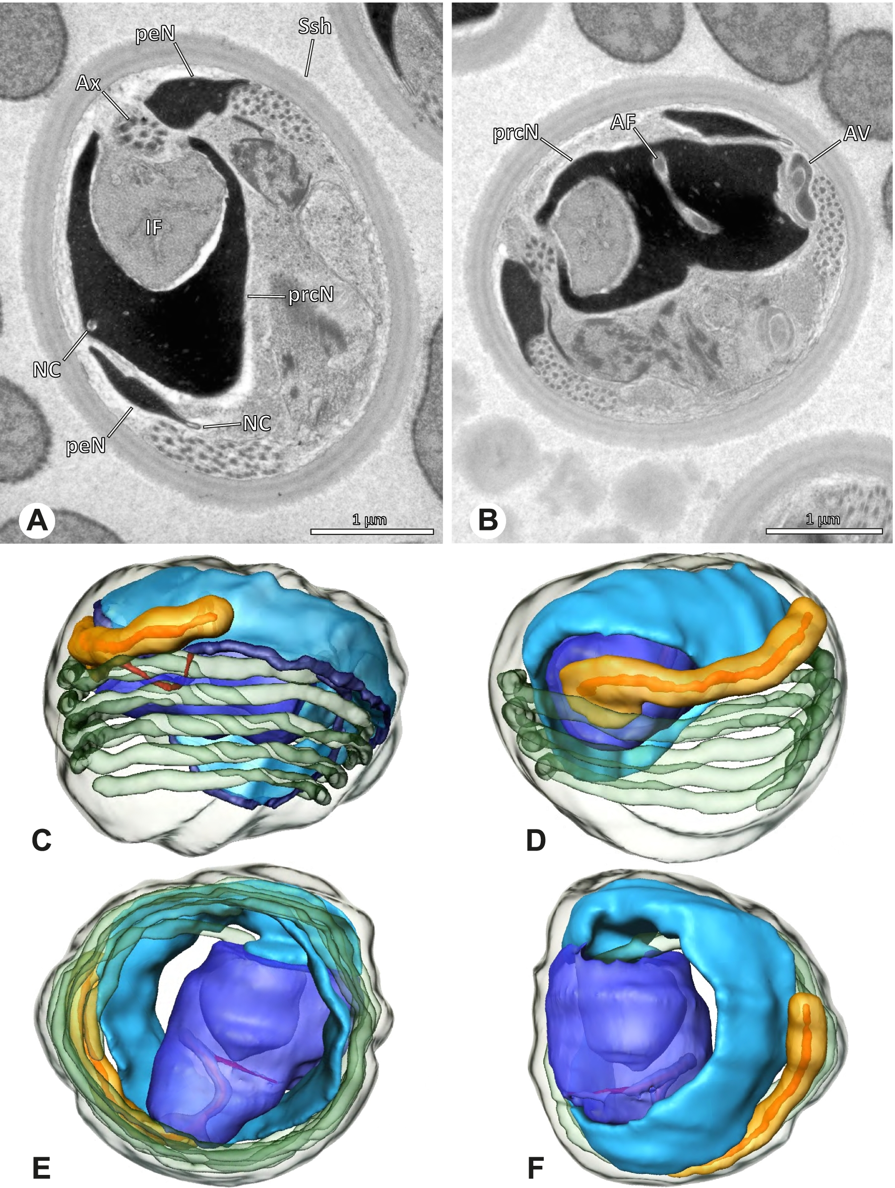 Fig. 26