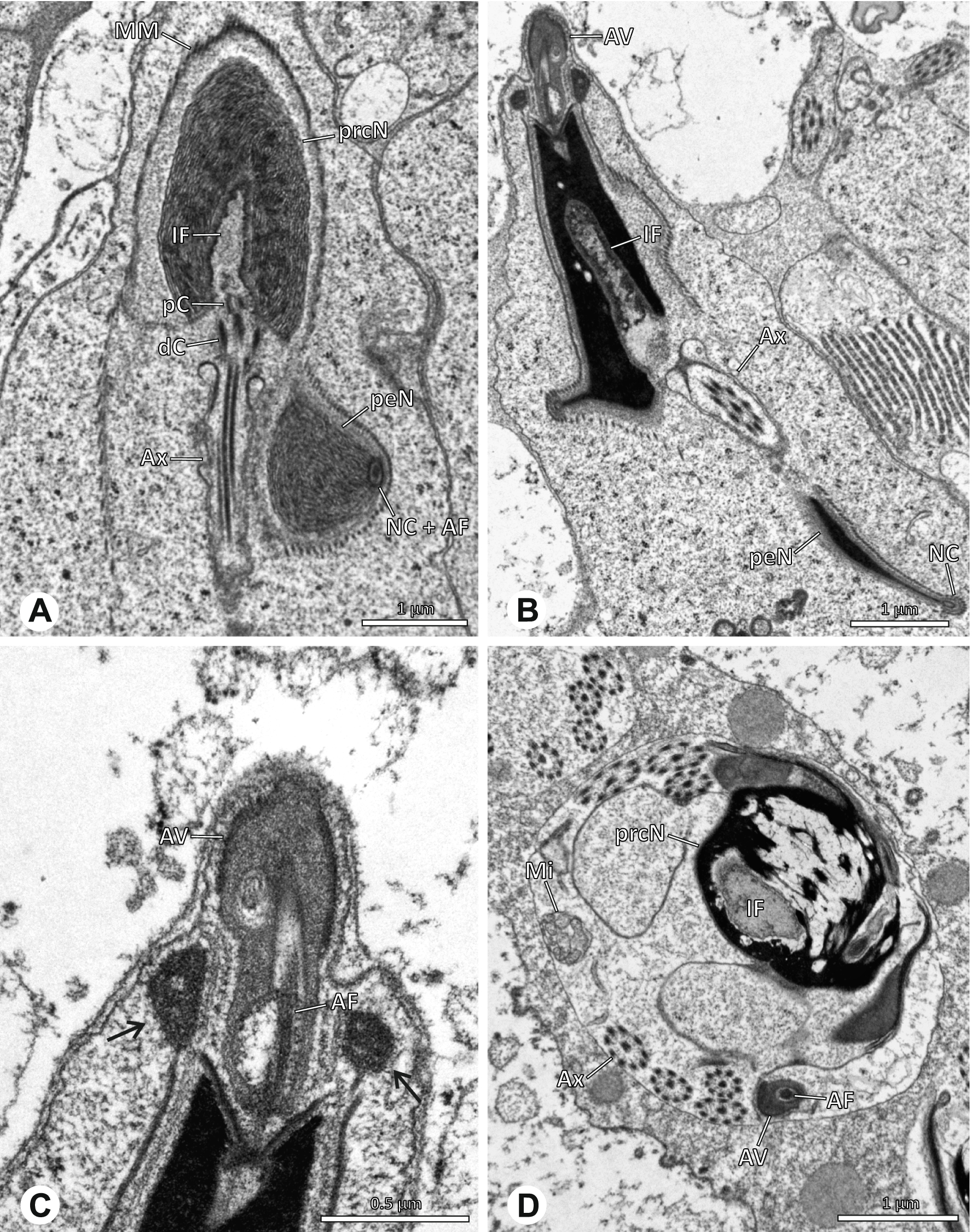 Fig. 27