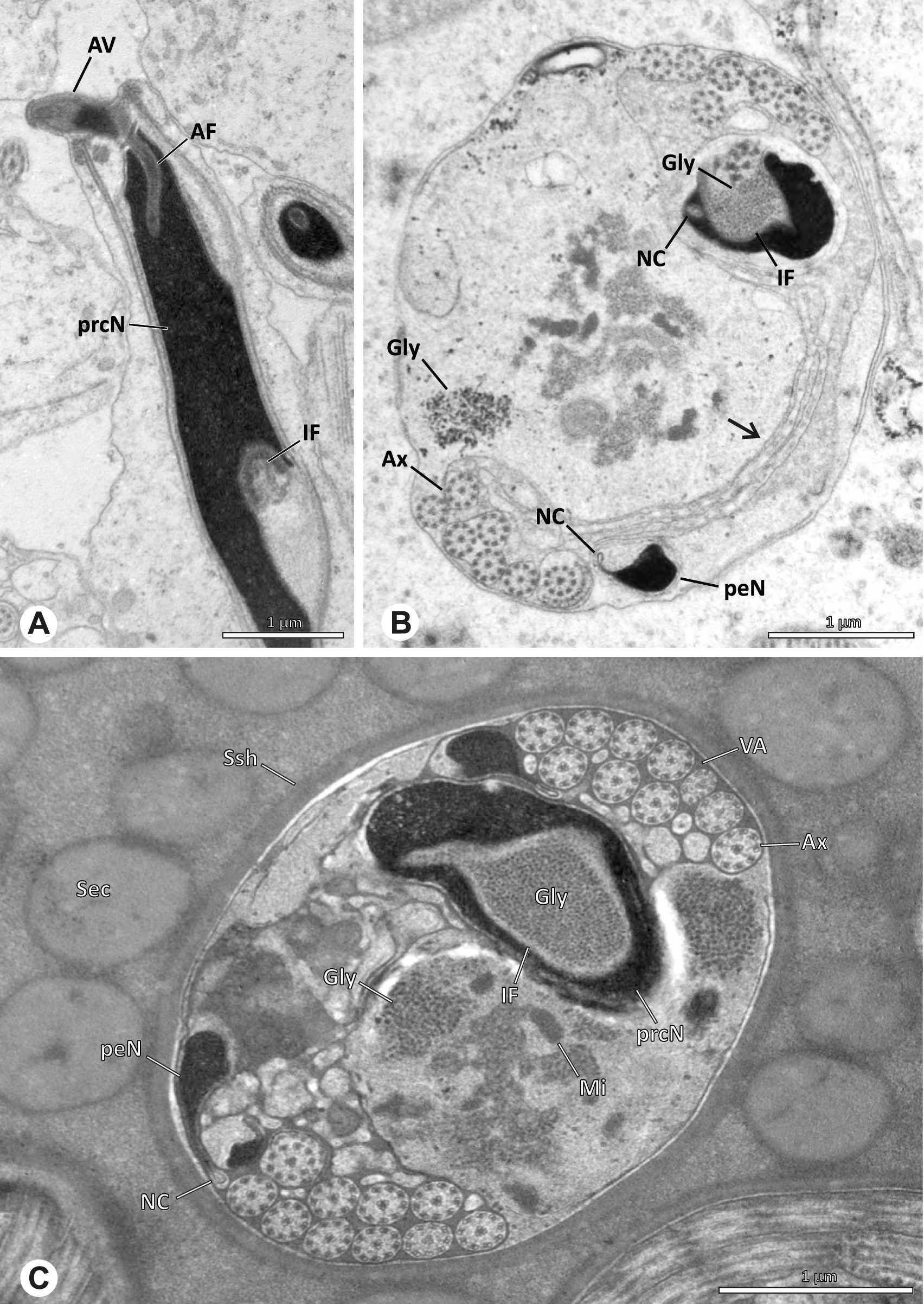 Fig. 29