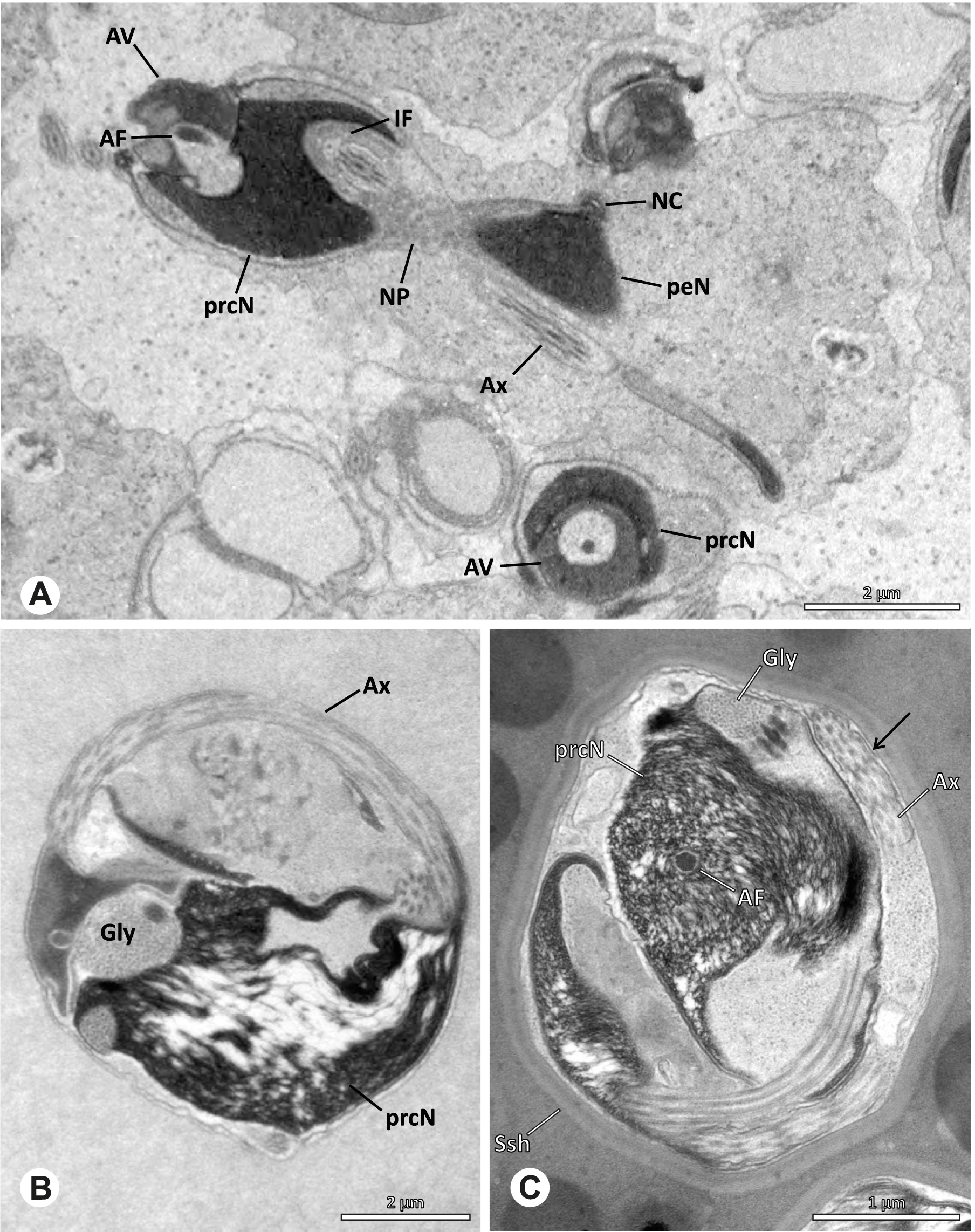 Fig. 41