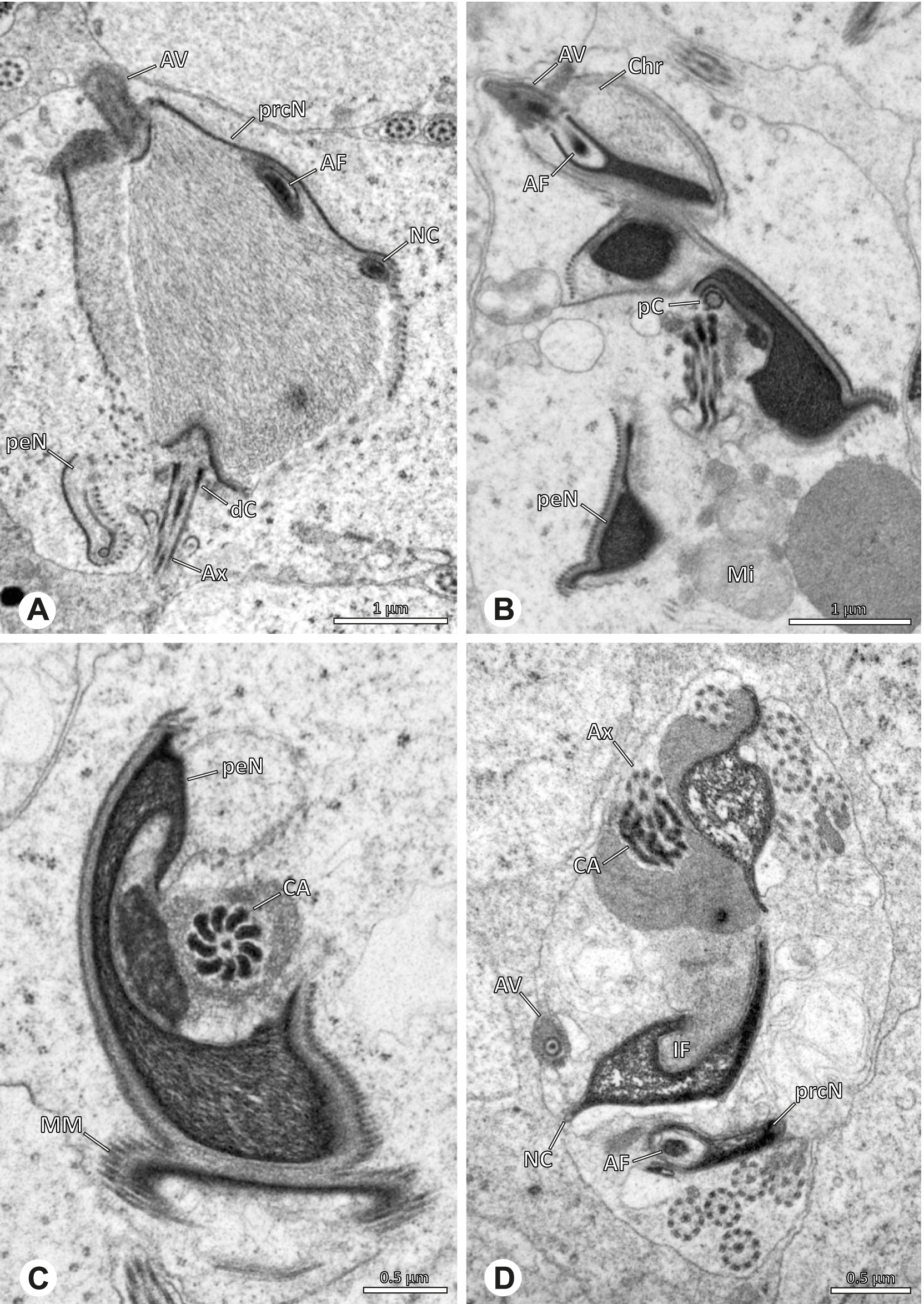 Fig. 42