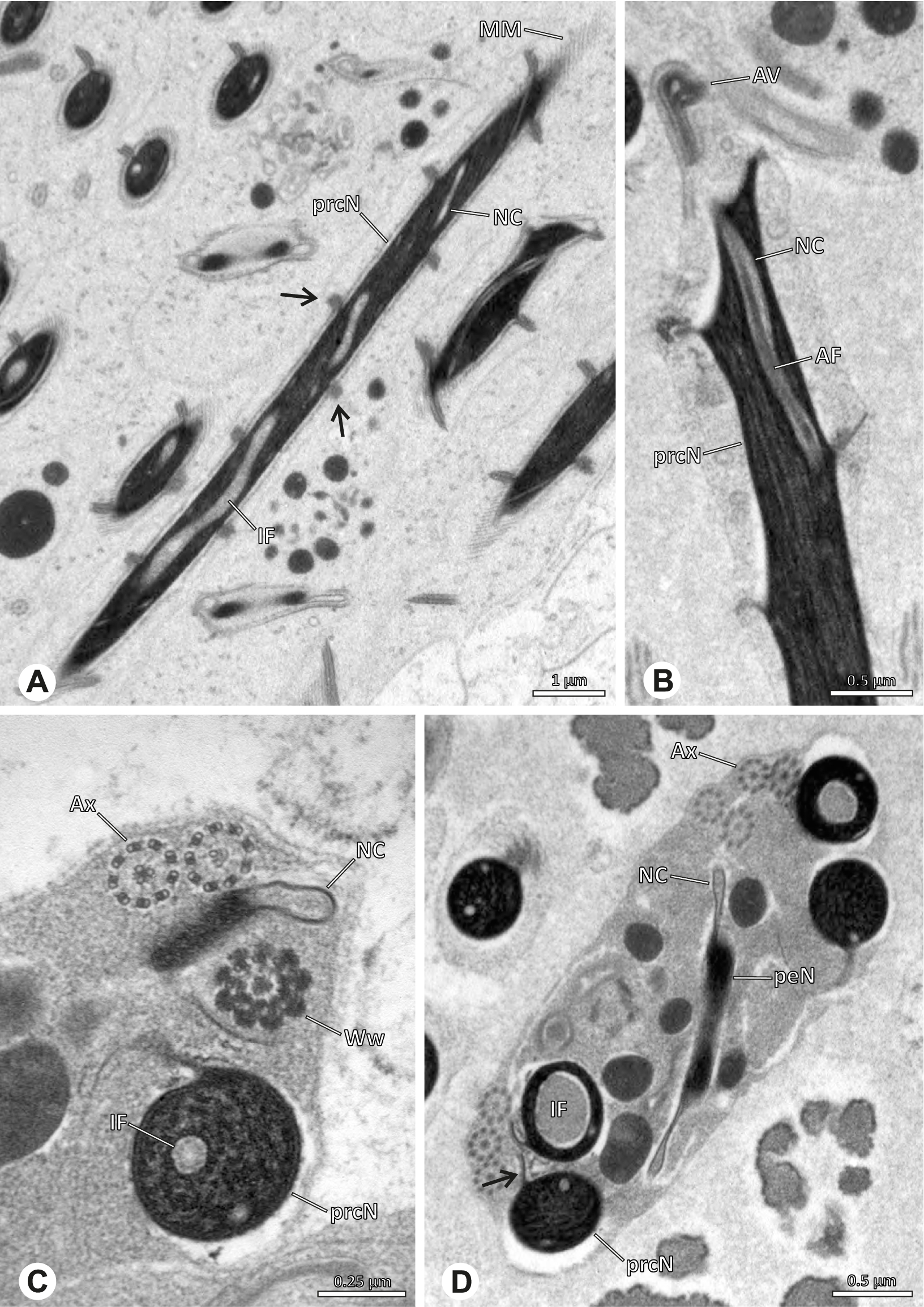 Fig. 52