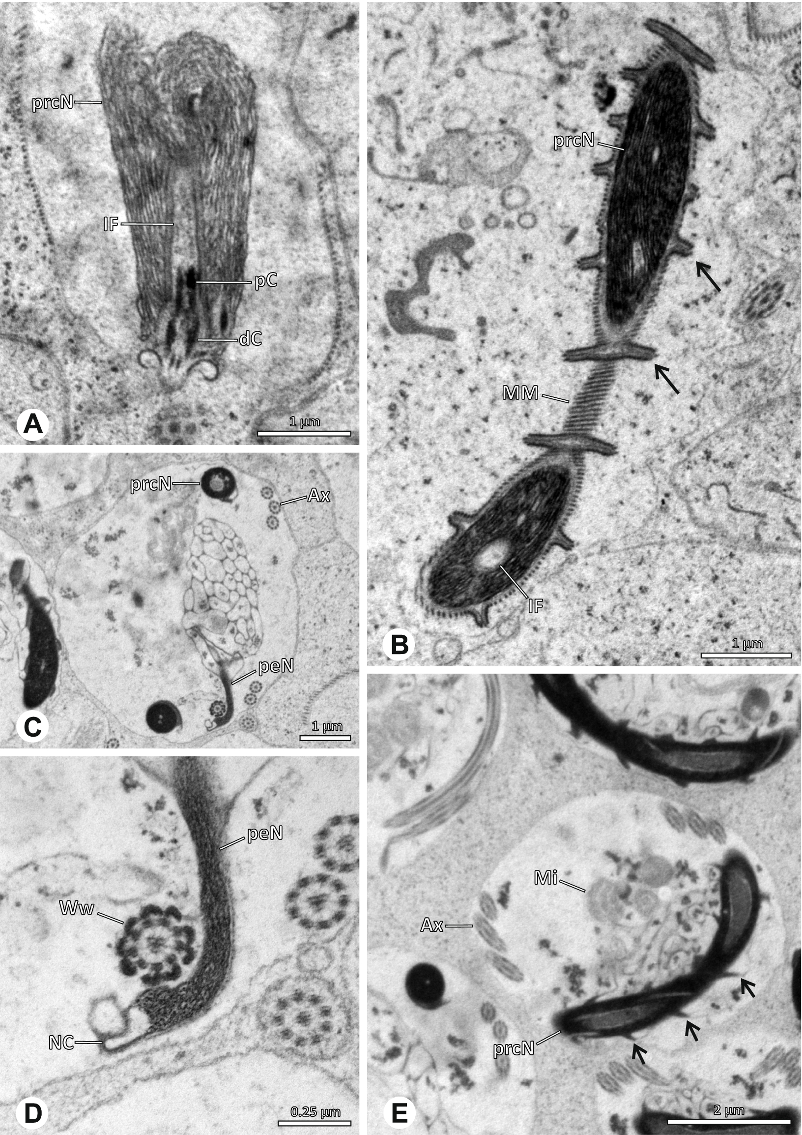 Fig. 55