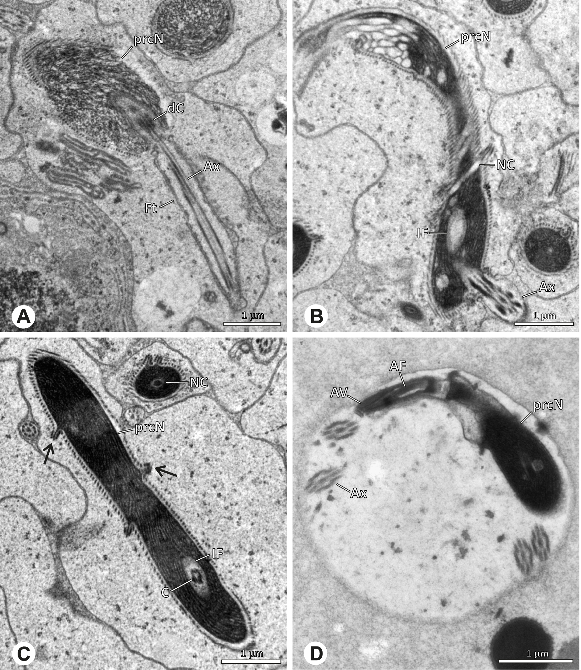 Fig. 62