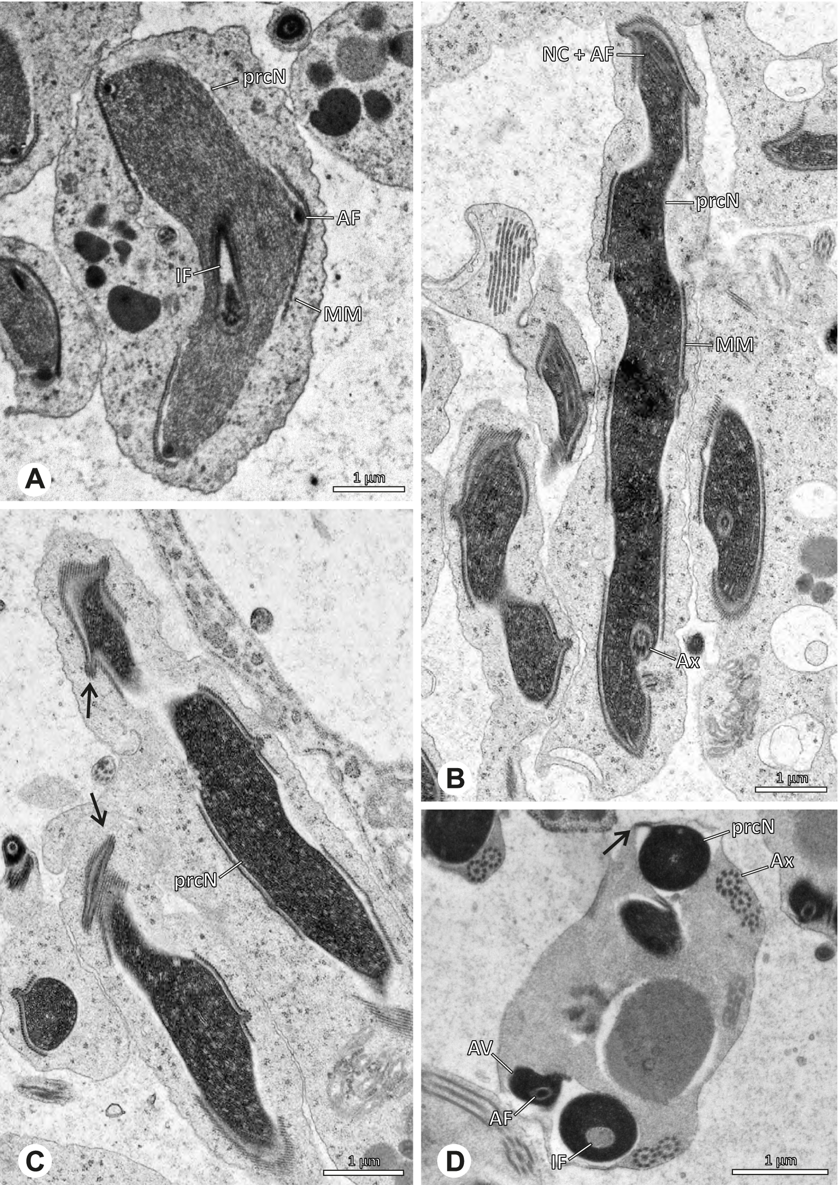 Fig. 67