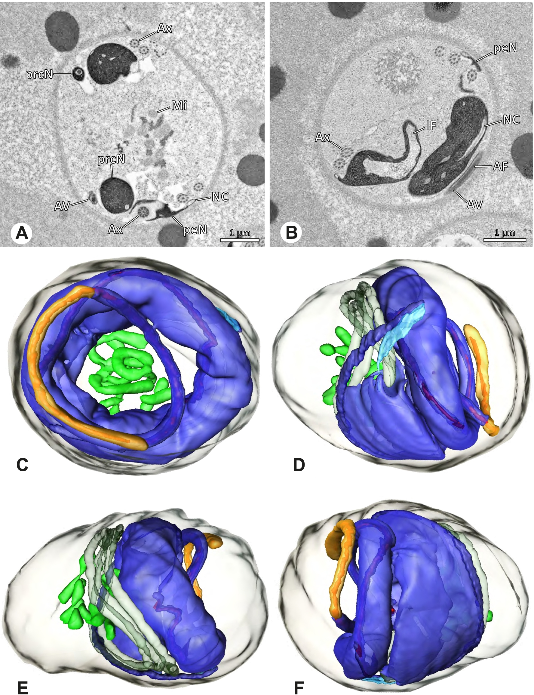 Fig. 68