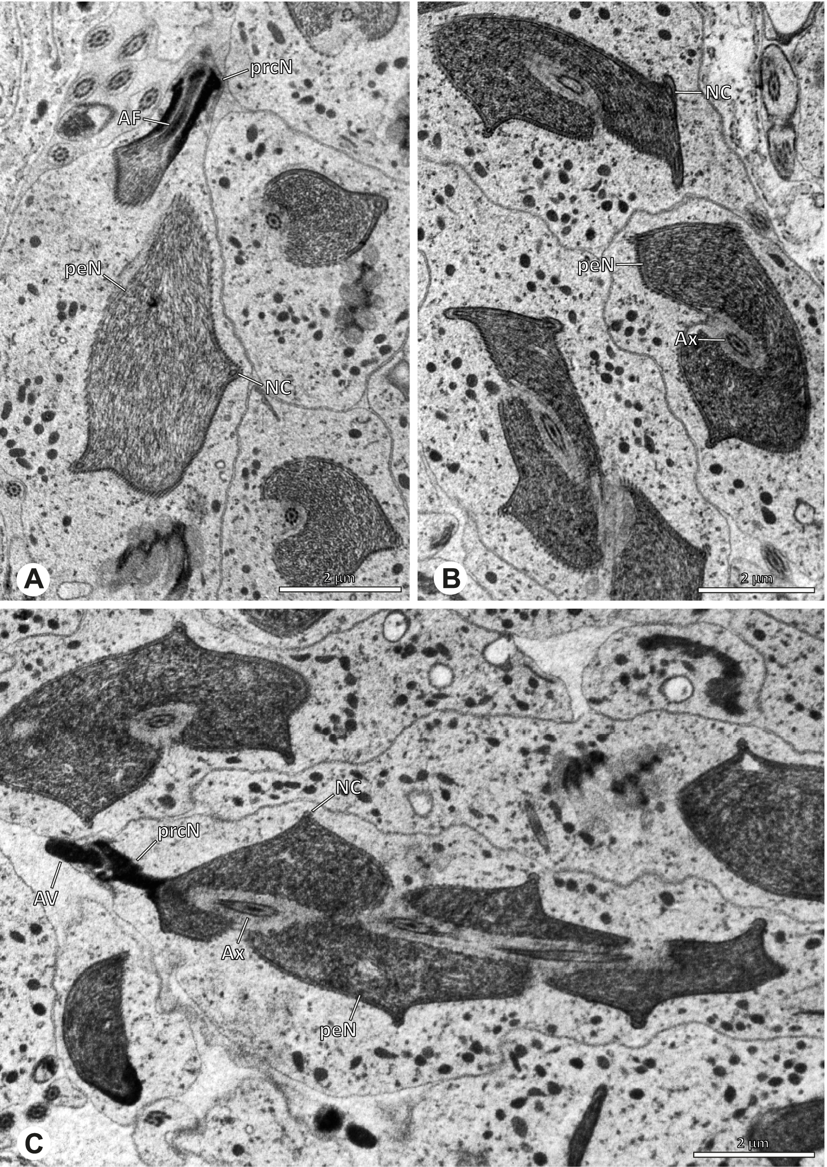 Fig. 70