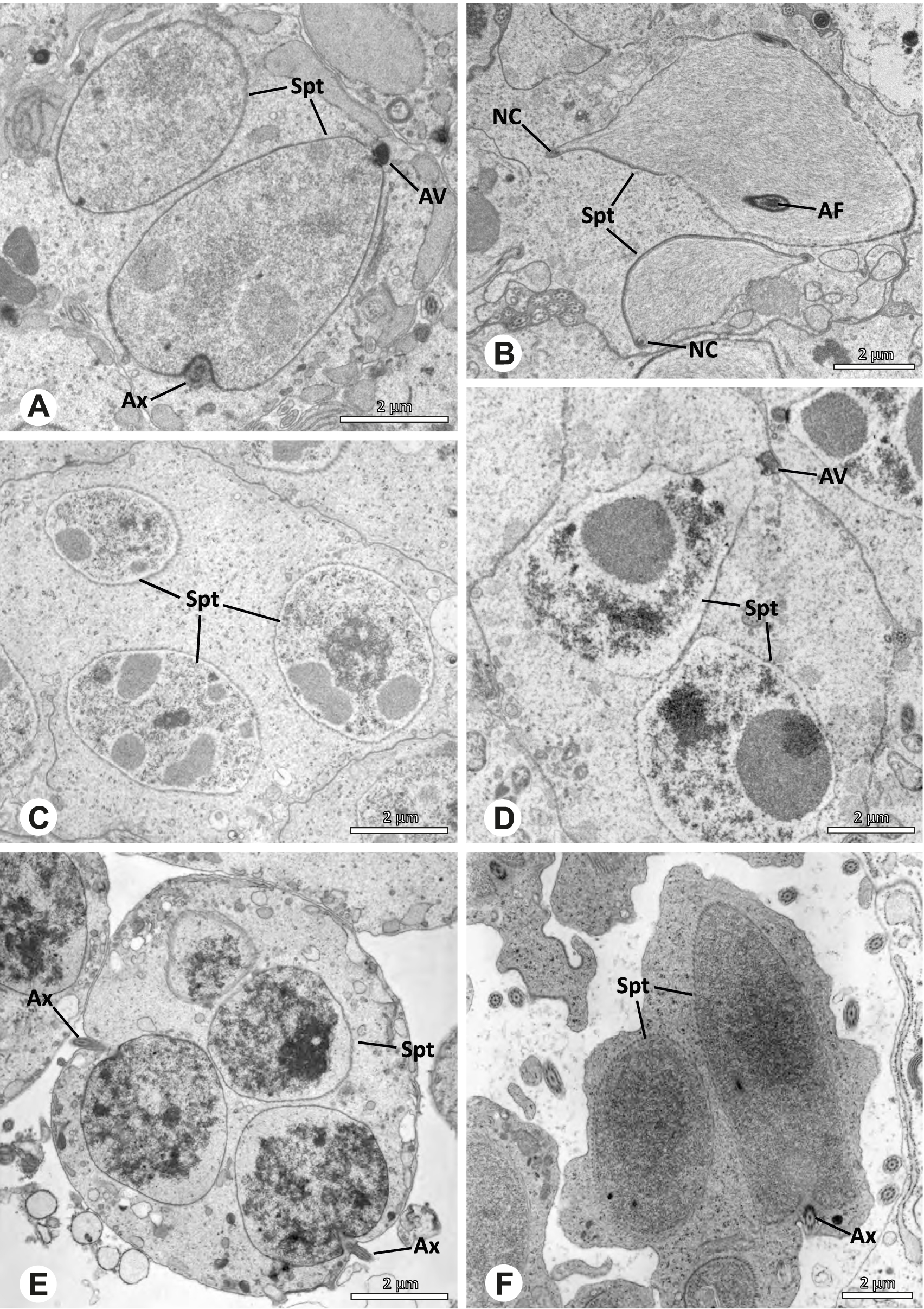 Fig. 9