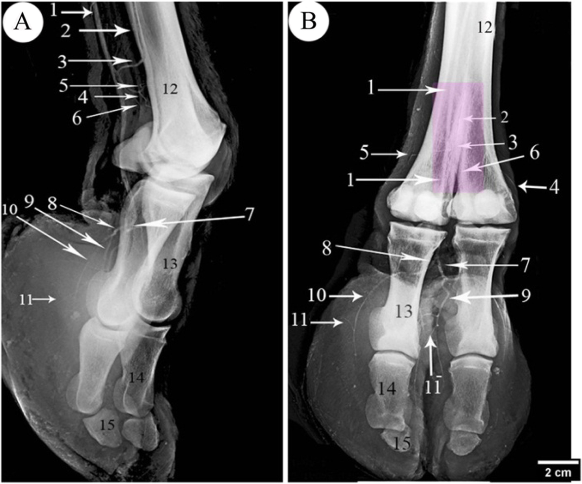 Fig. 8