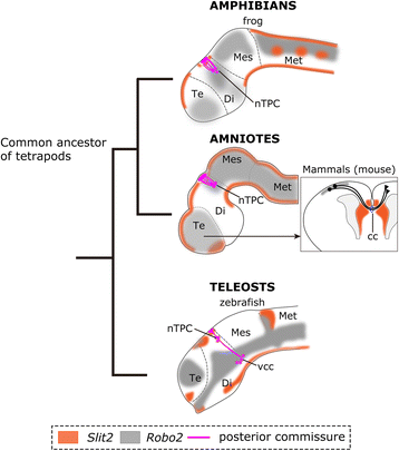 Fig. 11