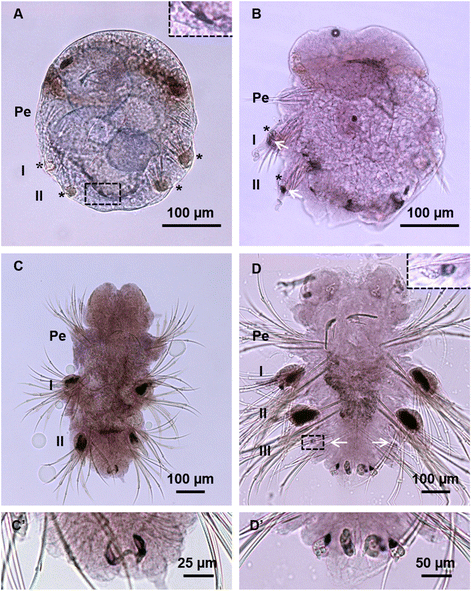 Fig. 8