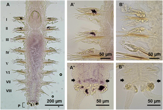 Fig. 9