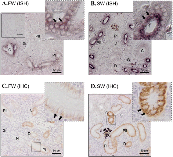 Fig. 8