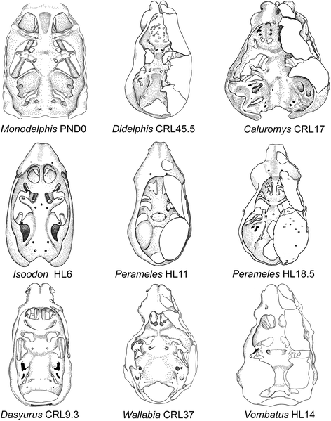 Fig. 18