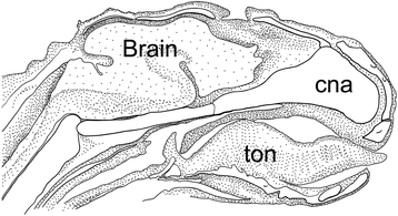 Fig. 21