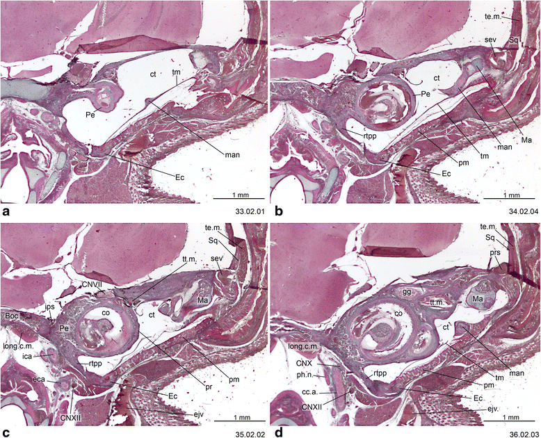 On the development of the chondrocranium and the histological anatomy