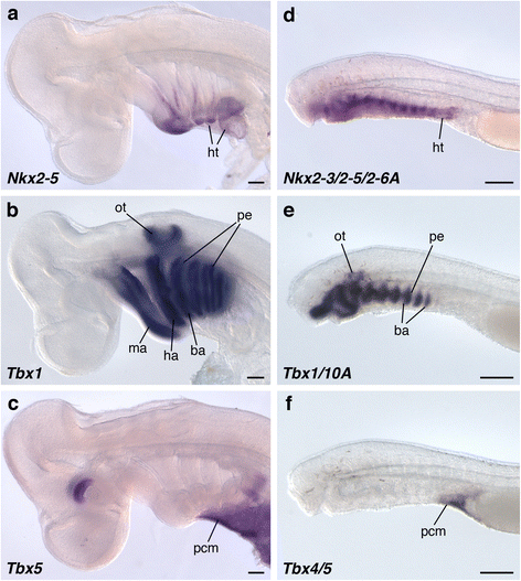 Fig. 5