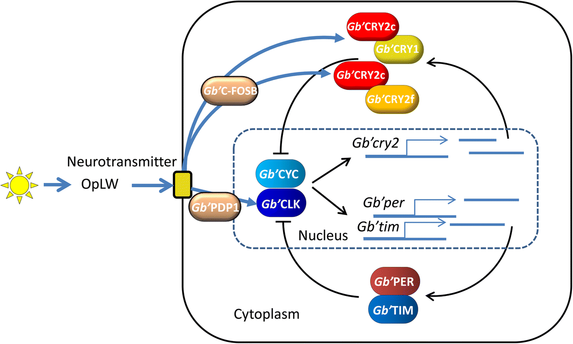 Fig. 6