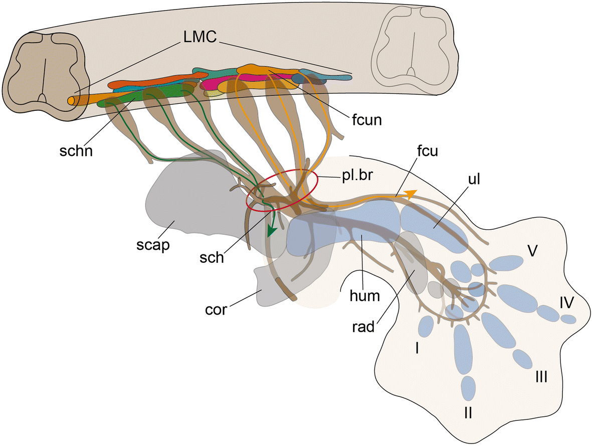 Fig. 7