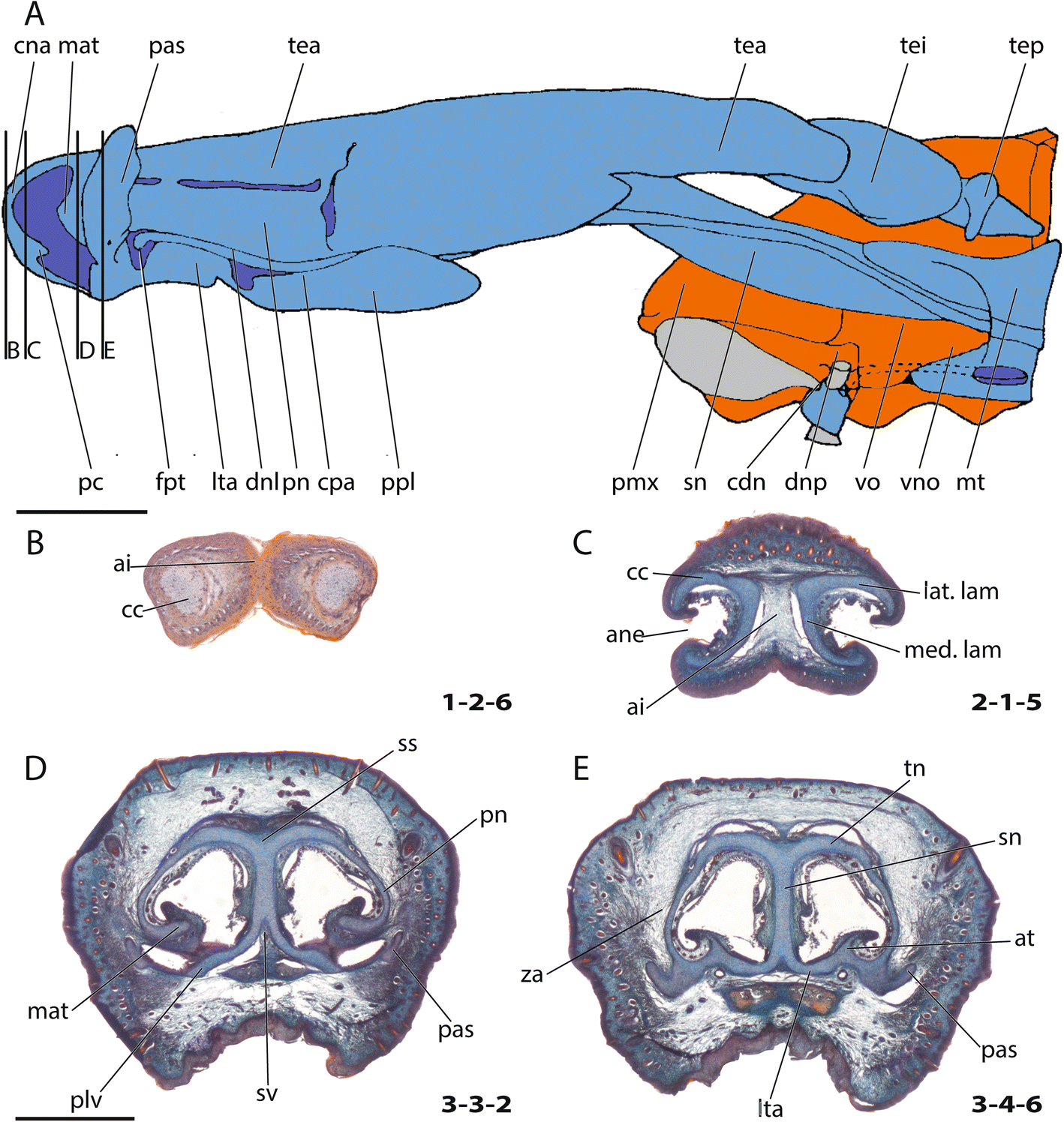 Fig. 1